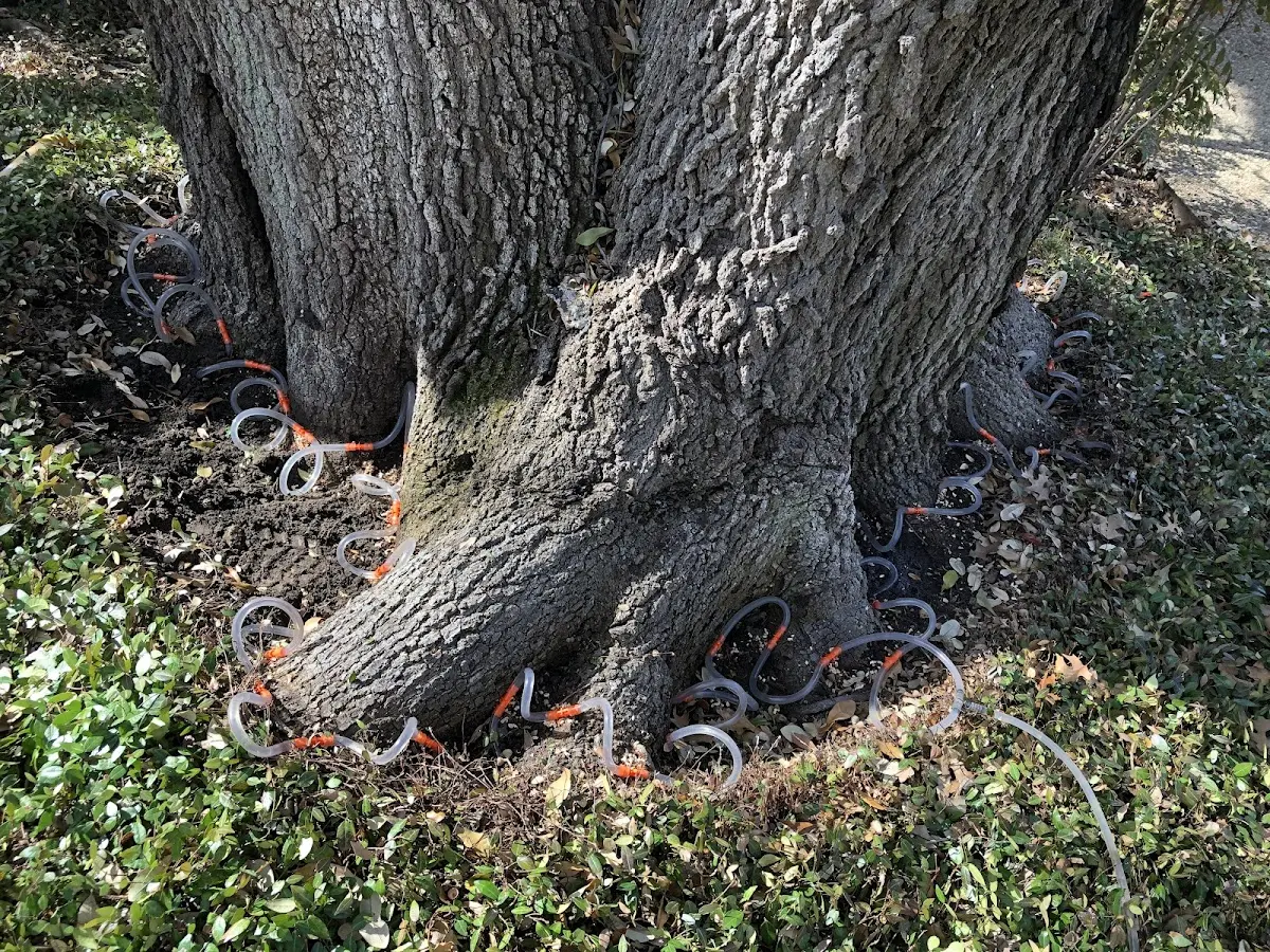Detailed Tree Cabling and Bracing job site in Carrolls