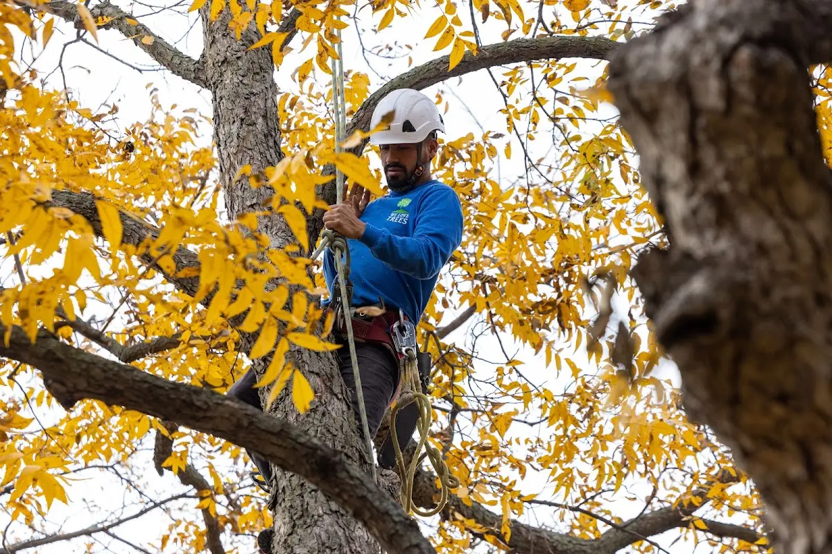 Skilled Tree Transplanting crew working in Carrolls