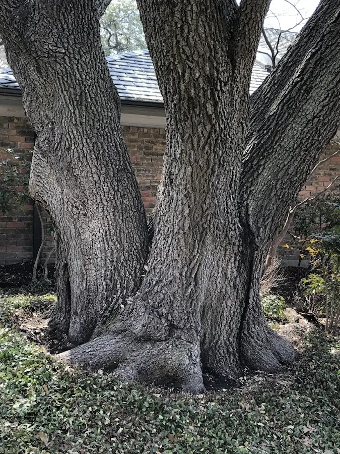 Mature heritage tree close to a Carrolls property cared for by certified arborists